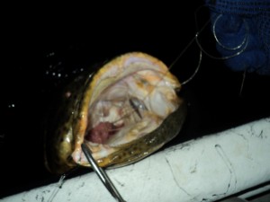 Goliath Grouper