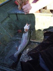 Big Canoe trout