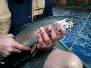 Big Canoe rainbow trout