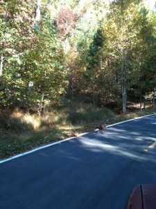 turkey in the road