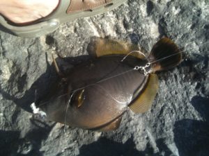 Maui Beach fish