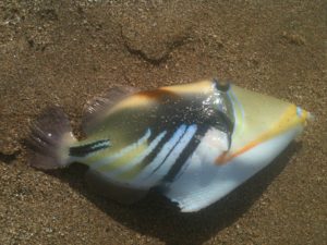 picasso triggerfish beach fishing Maui