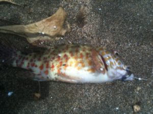 spotted fish in Maui beach fishing
