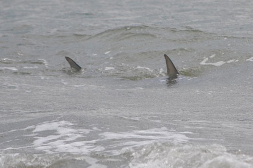 shark fishing on Hilton Head